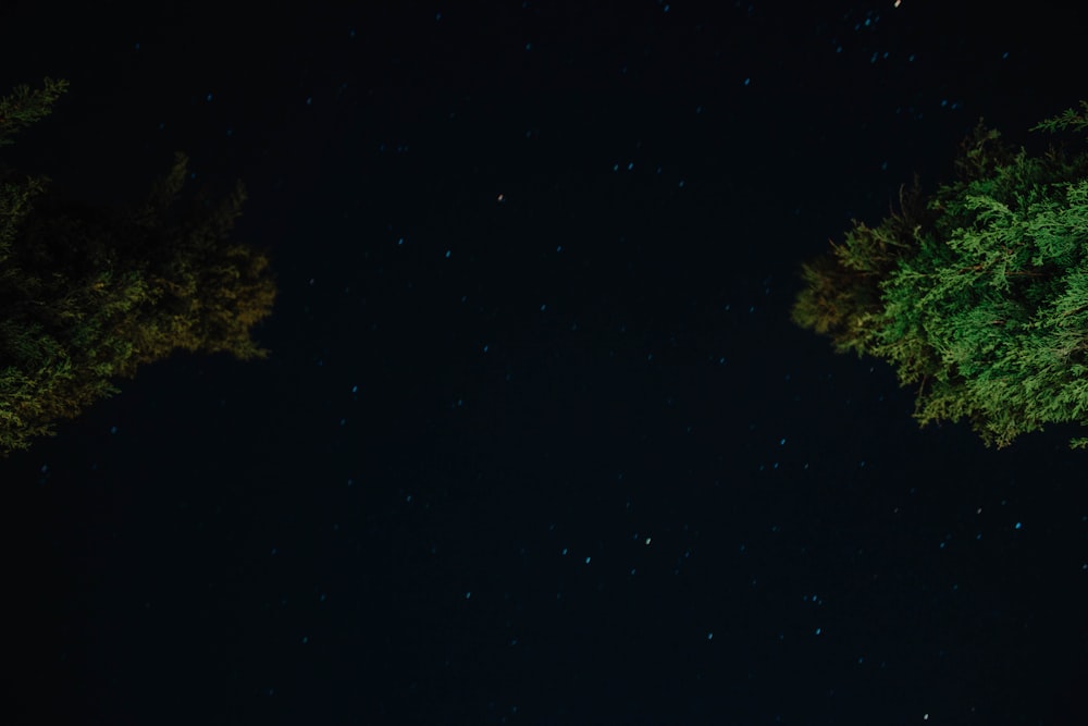 low angle photography of green tree