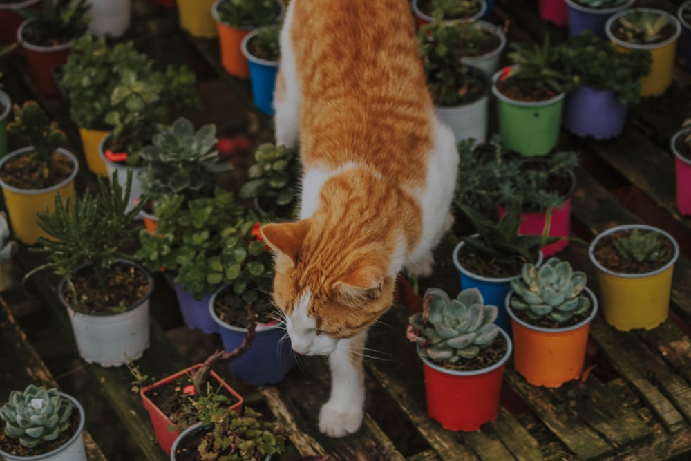 orange tabby cat