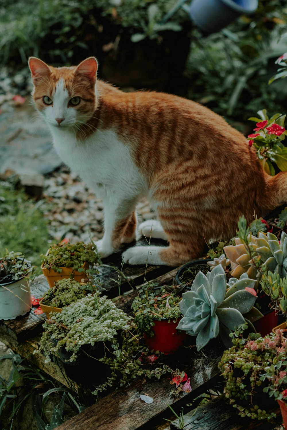 orange and white cat on garden