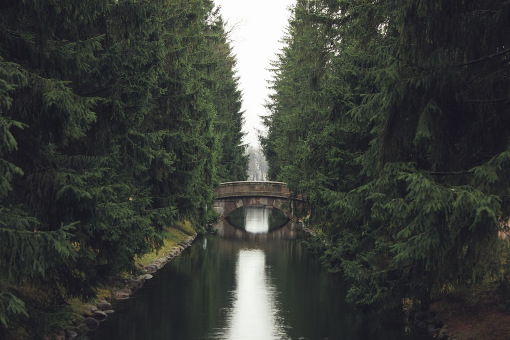 river under concrete bridge between green leafed trees