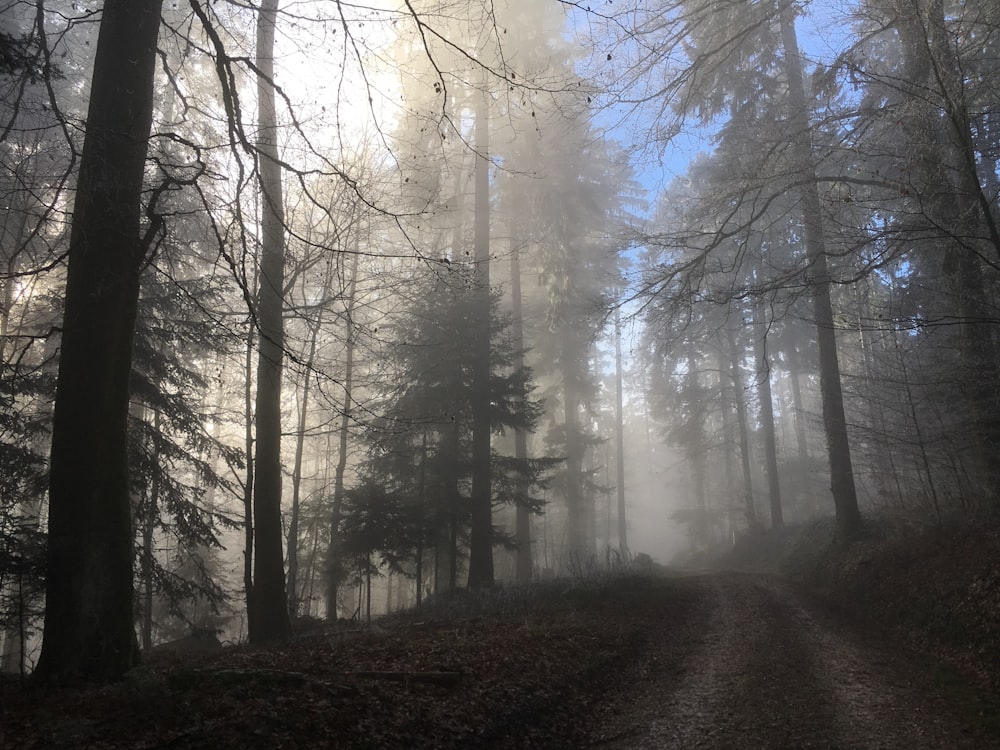 chemin de ferme entouré d’arbres