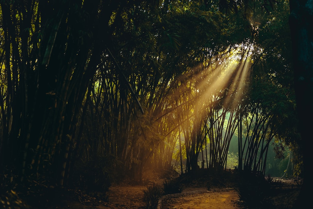 trees at daytime