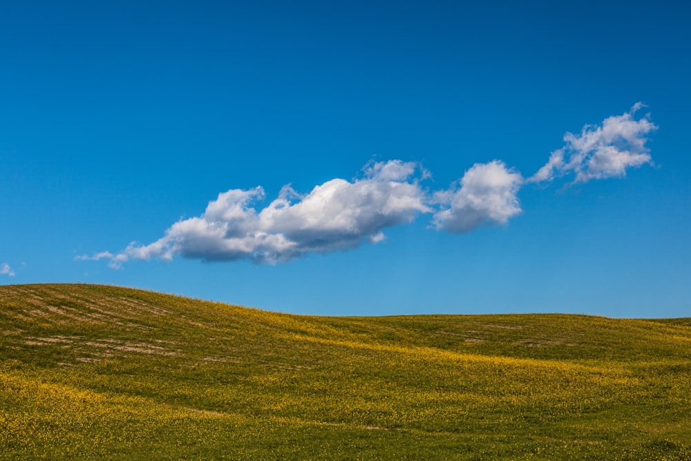 green grass field