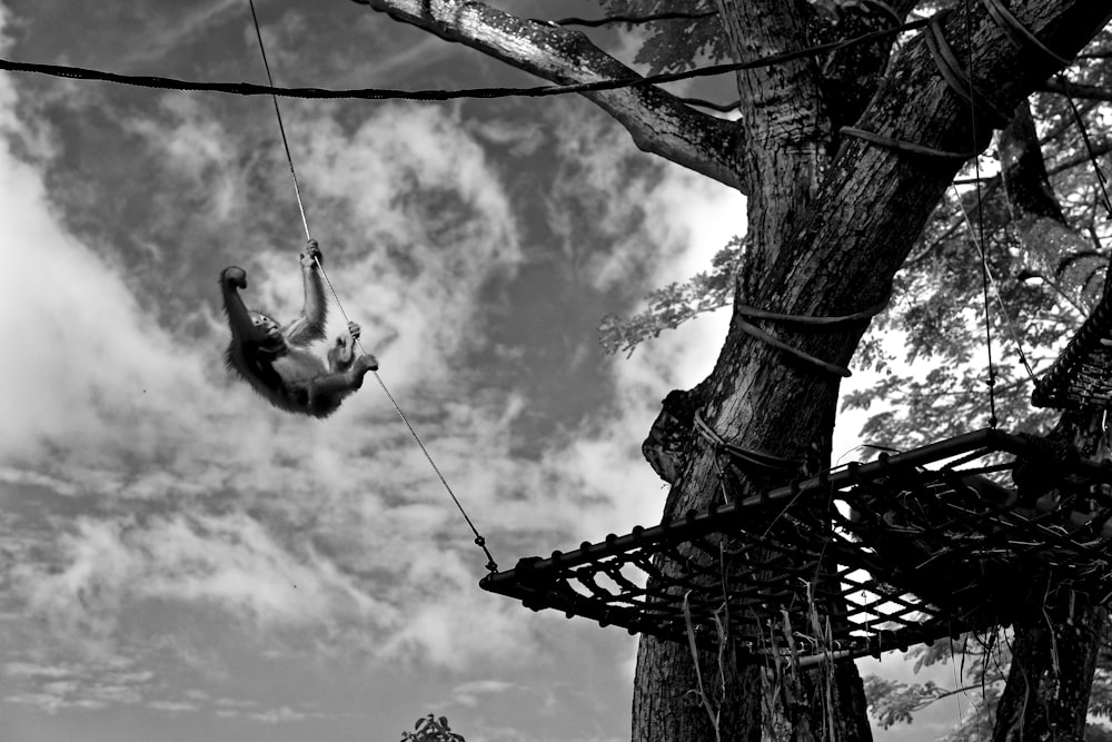 grayscale photo of monkey hanging on rope