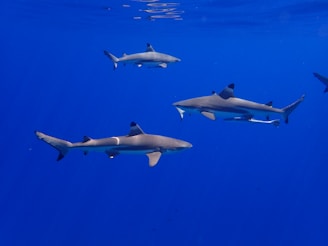 A group of sharks swimming gracefully in a deep blue ocean. The water is clear, and the sunlight creates faint ripples on the surface. The sharks have sleek, streamlined bodies with distinct dorsal fins visible above and below the water.