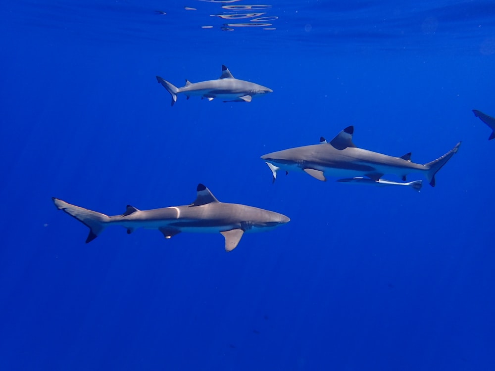 Tres tiburones blancos y negros