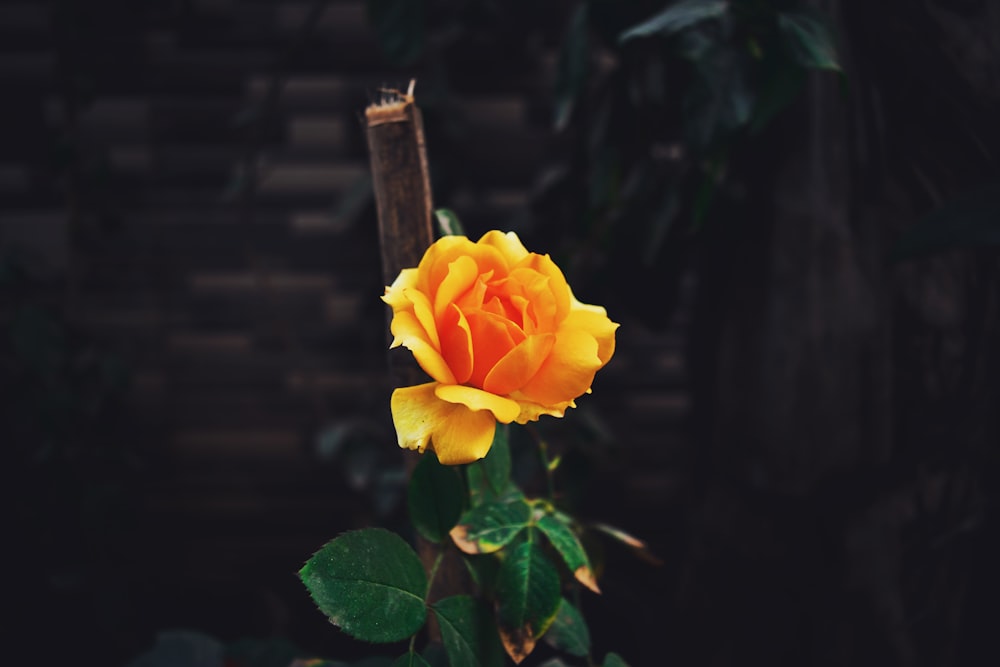 selective focus photography of yellow rose flower