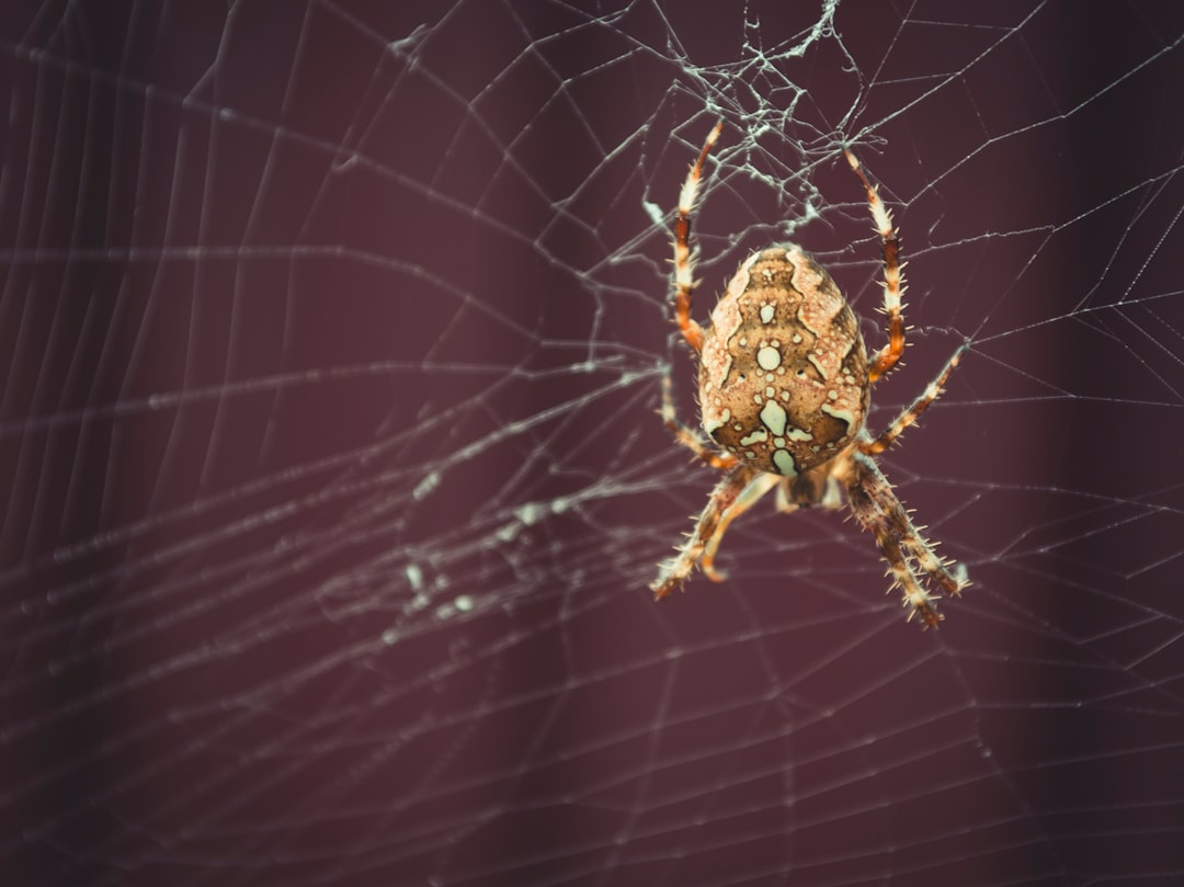 close-up photography of brown barn spider