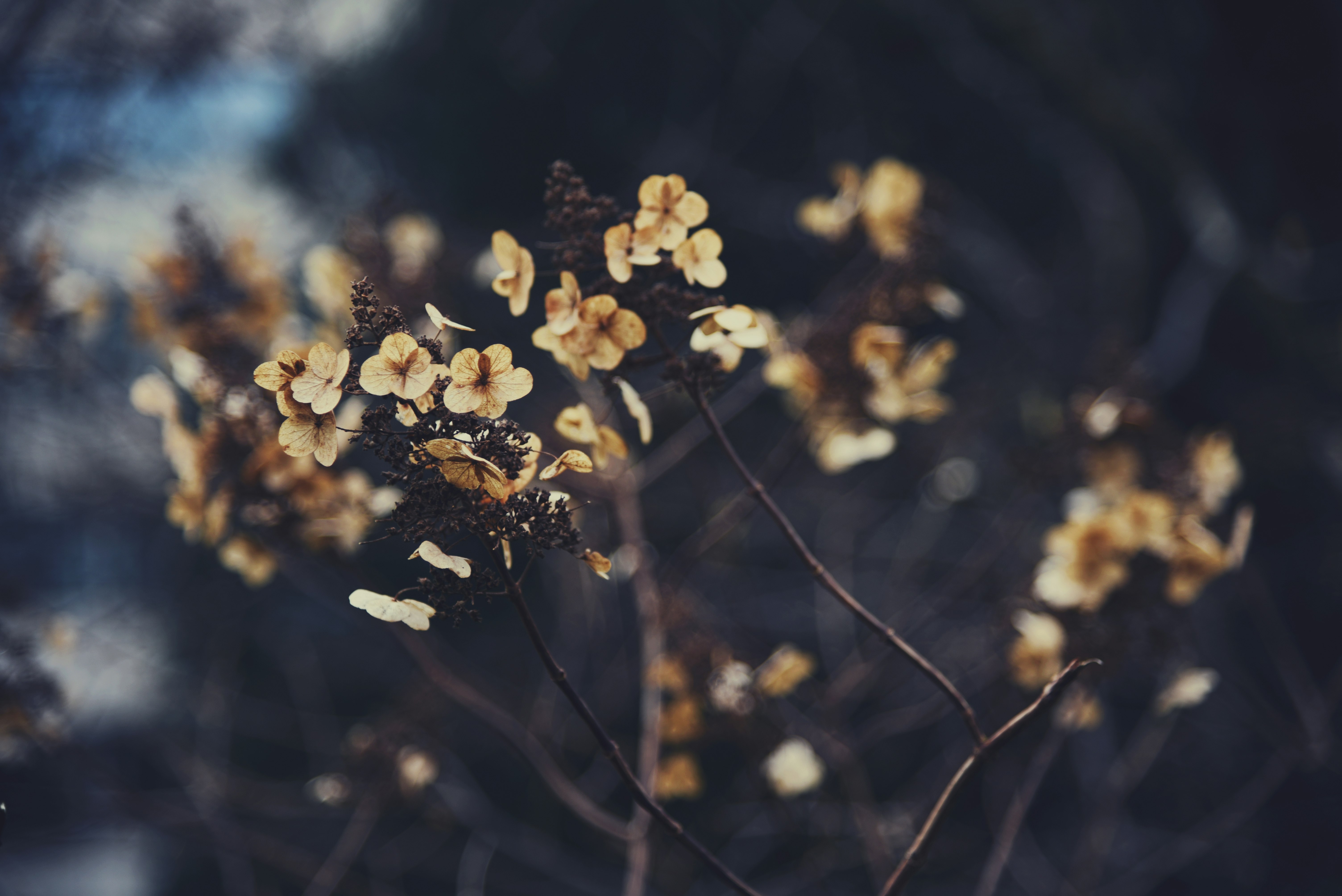 brown-petaled flowers in selective focus photography