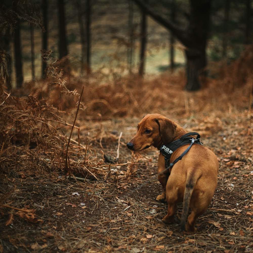 brown dog on woods during daytime