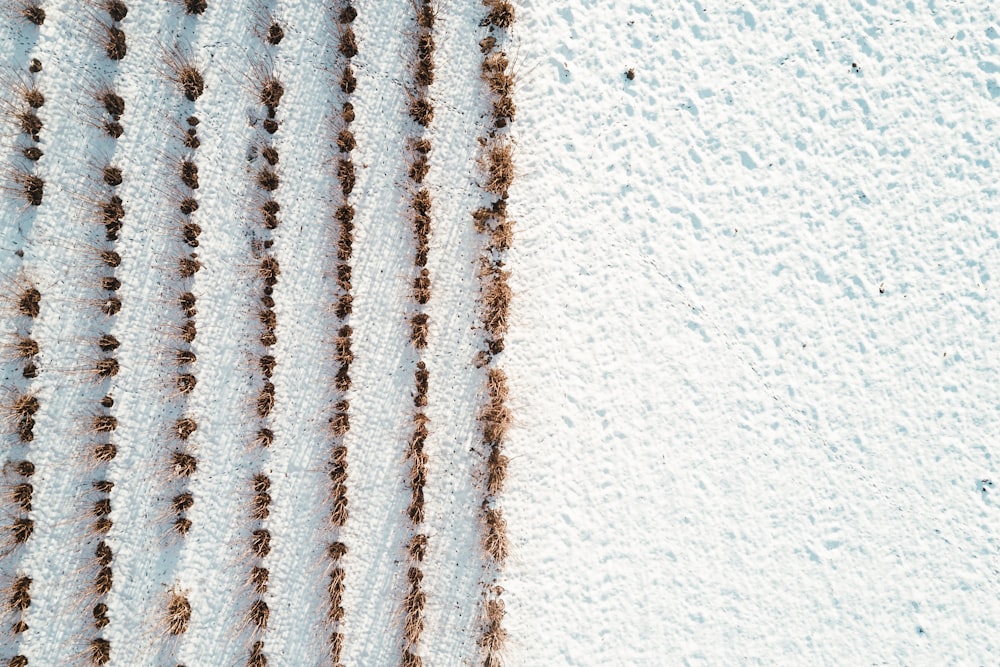 aerial photo of beach