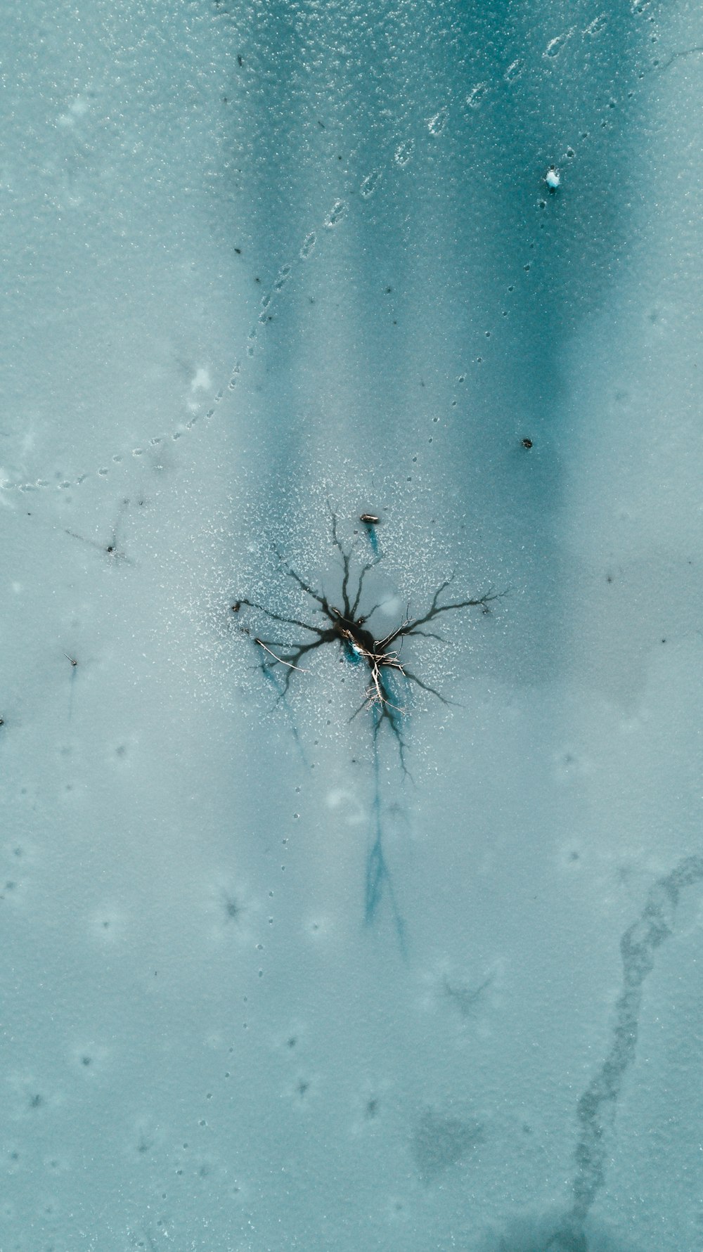 Planta araña negra y gris