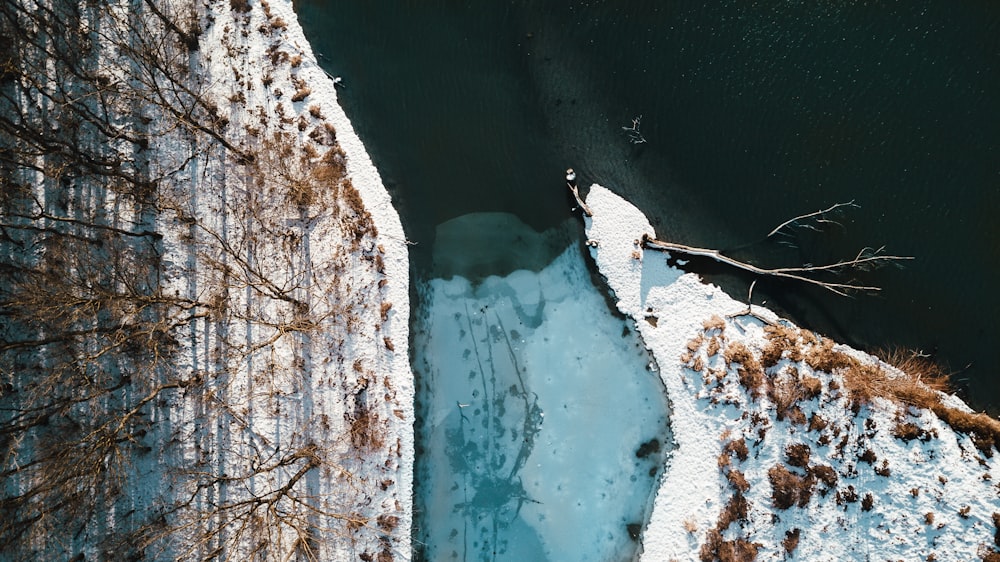 aerial view photography of shore and trees