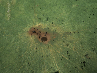 Aerial view of the extensive cattle farm with neat paddocks.
