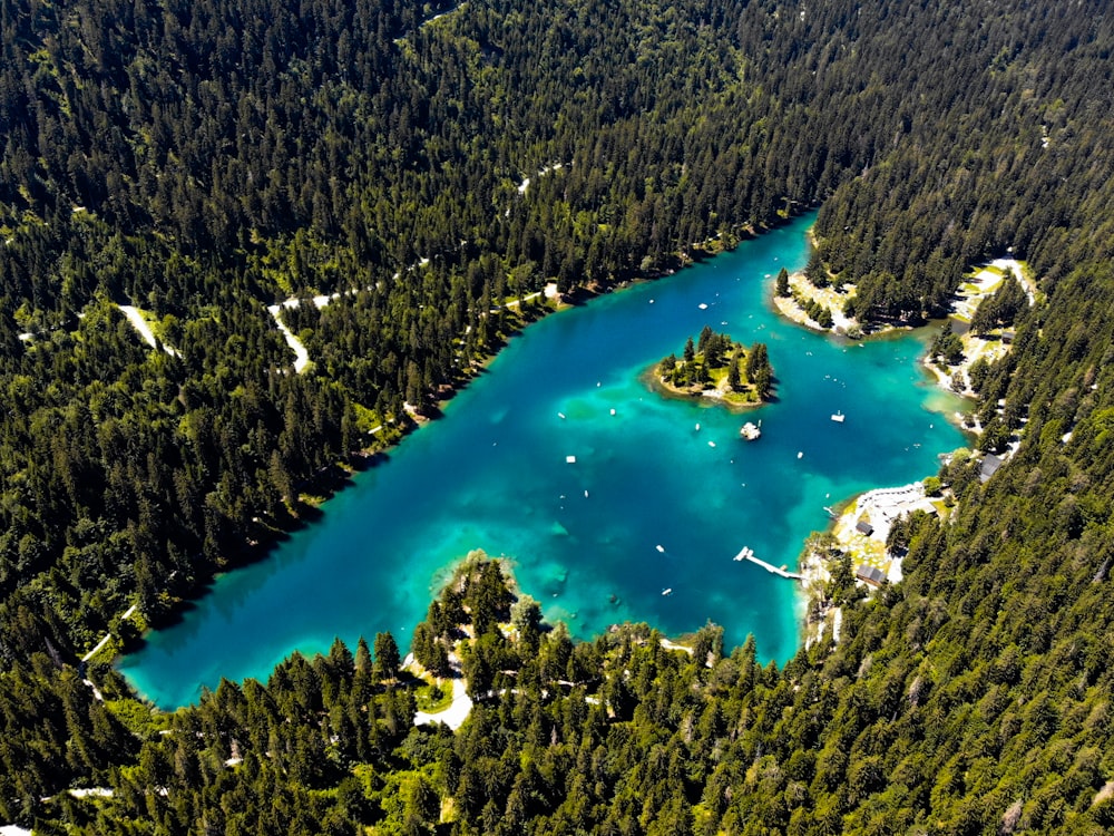 body of water in the middle of trees