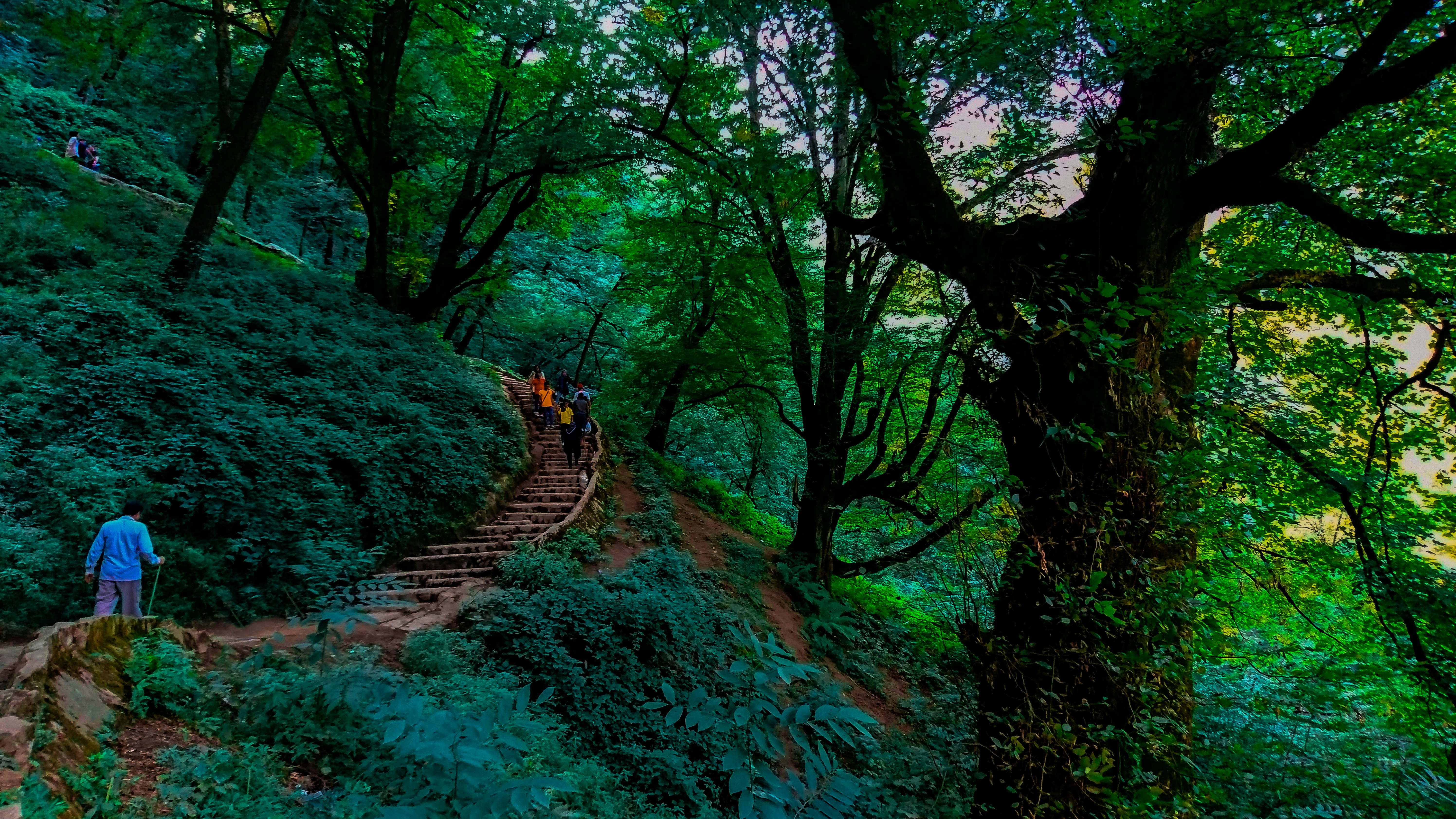 A park ranger guiding visitors through a lush Colombian forest.