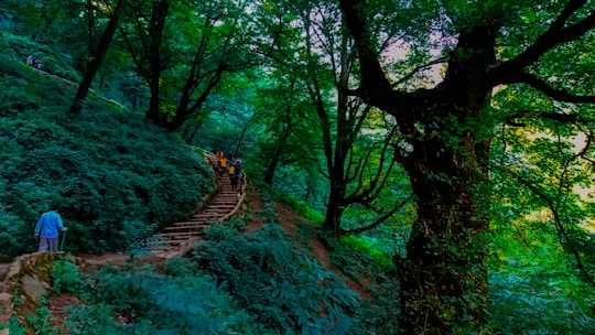 A dense, lush forest with vibrant green foliage and large trees. A group of people can be seen walking up a set of stone stairs that weave through the forest, indicating a hiking trail. The path is surrounded by natural greenery, with sunlight filtering through the canopy.