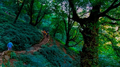 A dense, lush forest with vibrant green foliage and large trees. A group of people can be seen walking up a set of stone stairs that weave through the forest, indicating a hiking trail. The path is surrounded by natural greenery, with sunlight filtering through the canopy.