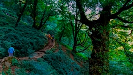 A dense, lush forest with vibrant green foliage and large trees. A group of people can be seen walking up a set of stone stairs that weave through the forest, indicating a hiking trail. The path is surrounded by natural greenery, with sunlight filtering through the canopy.
