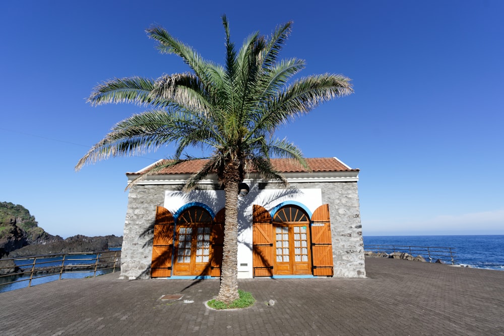 palm tree beside house