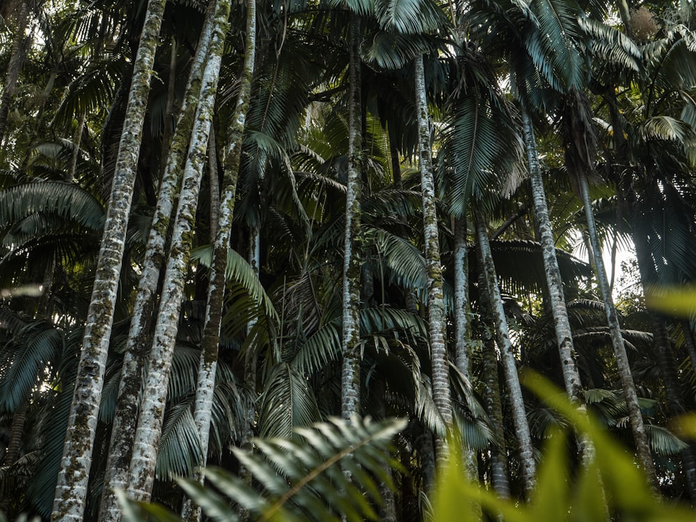 selective focus photography of palm trees