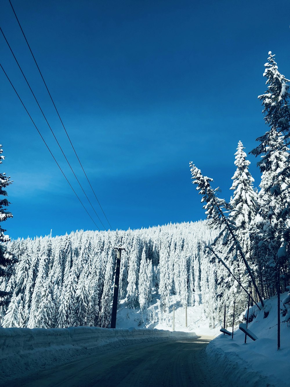 pine trees covered with snow