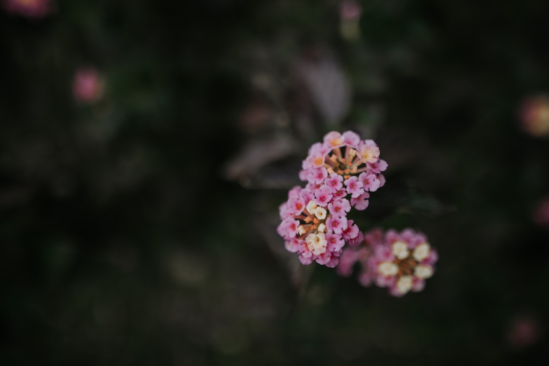 selective focus photography of purple-petaled flowers