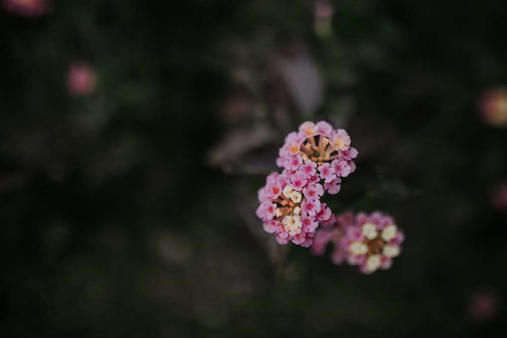 fotografia de foco seletivo de flores de pétalas roxas