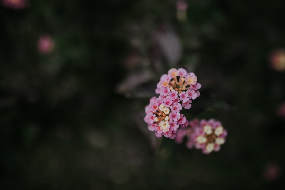 Fotografía de enfoque selectivo de flores de pétalos púrpuras