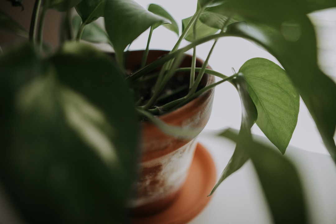 green-leafed plants and brown pot