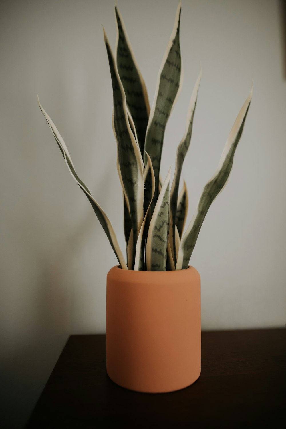 green indoor snake plant