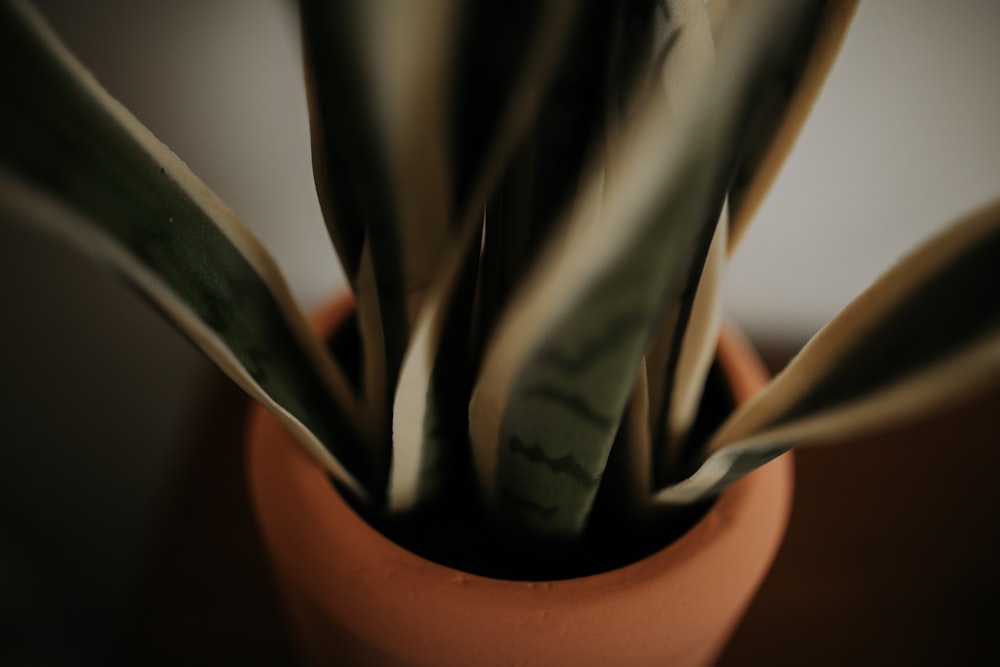 緑の蛇の植物と茶色の鉢