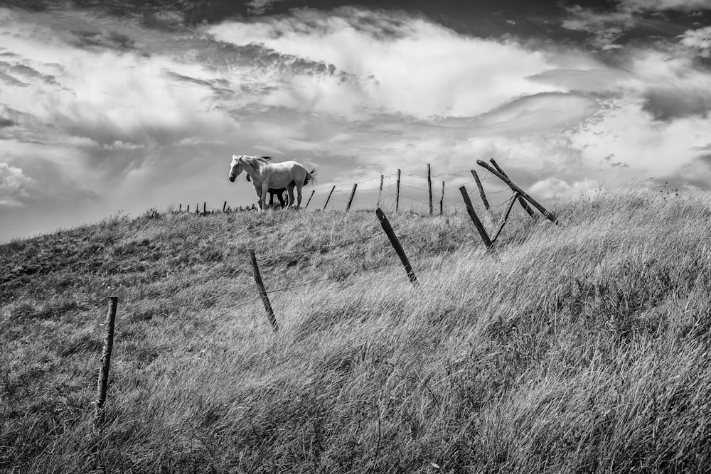 grayscale photography of horse