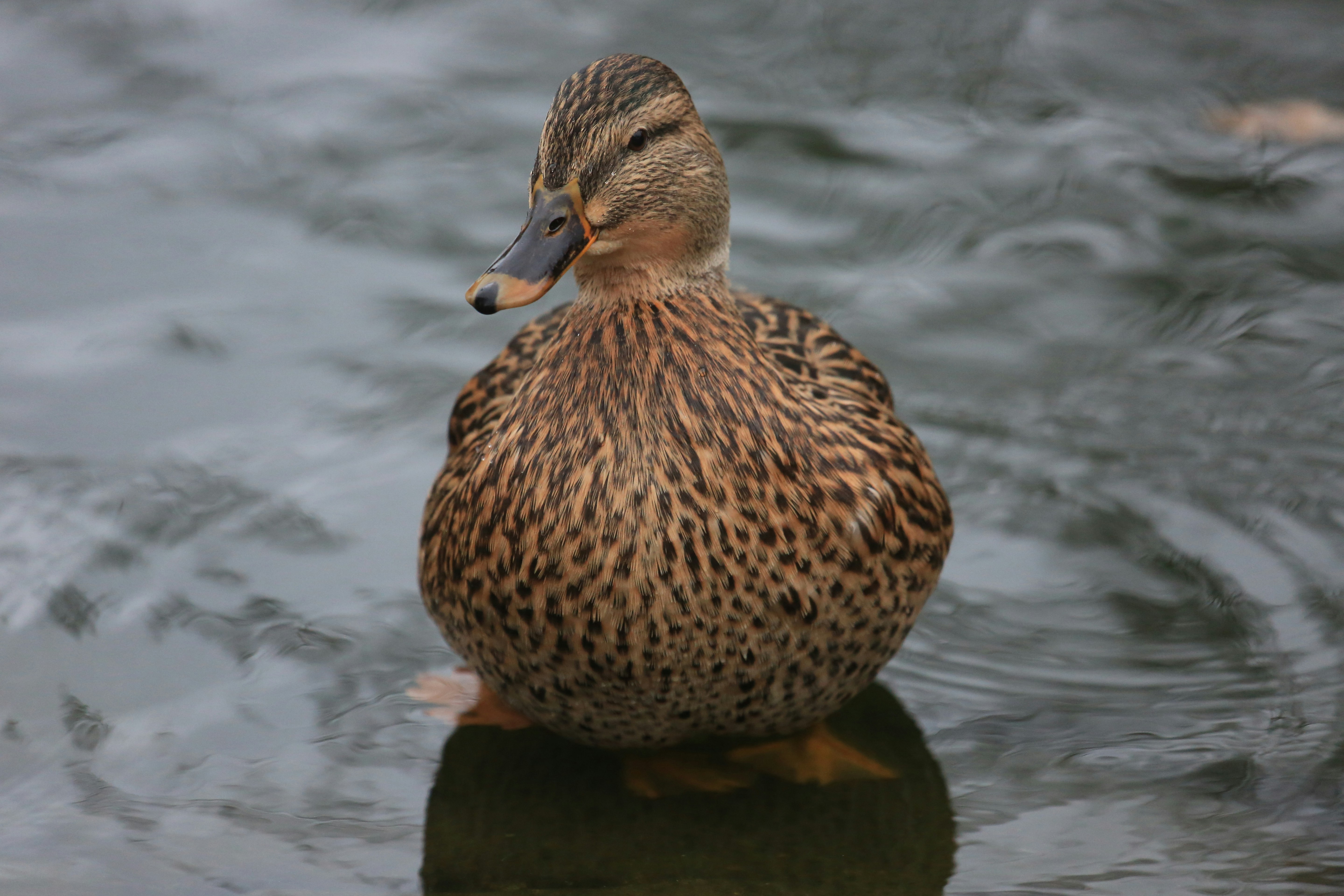 Photo by robpumphrey