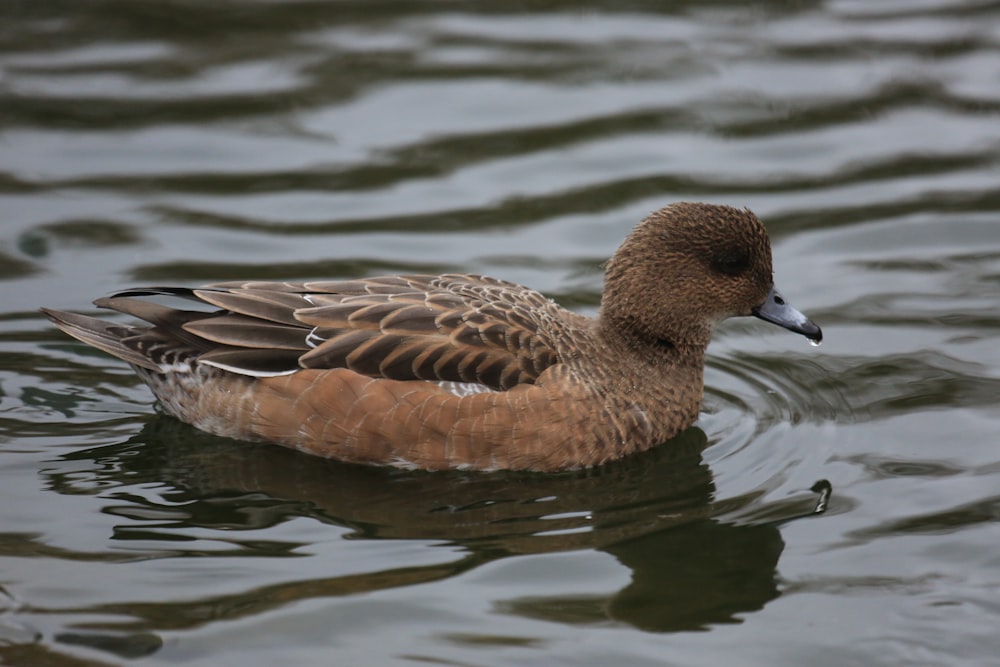 brown duck swimming on body of water