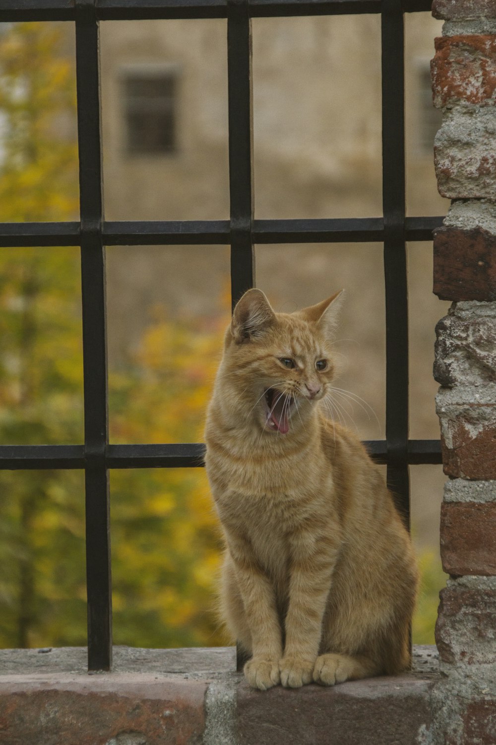 orange tabby cat