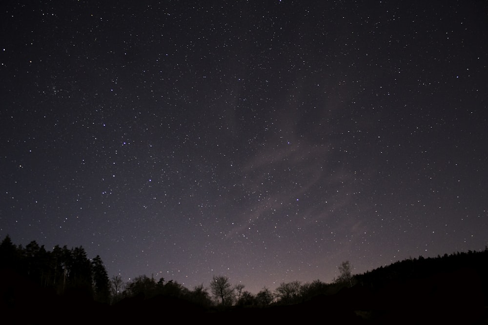 silhouette of trees under dark sky with stars at nighttime