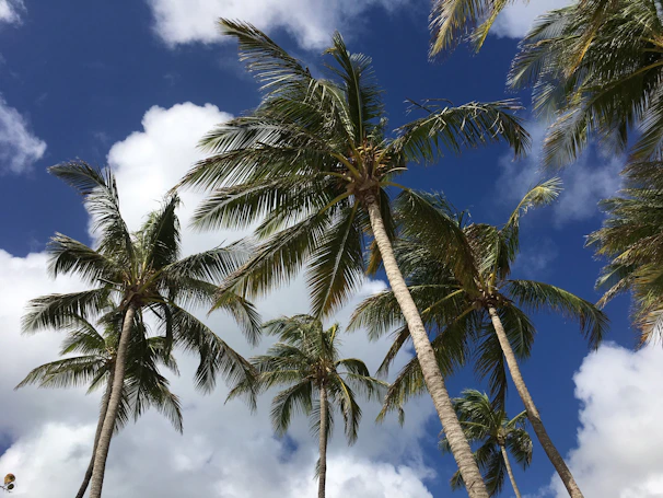 Lush green palm trees swaying gently on a sunny day at a popular Barranquilla island tour spot.
