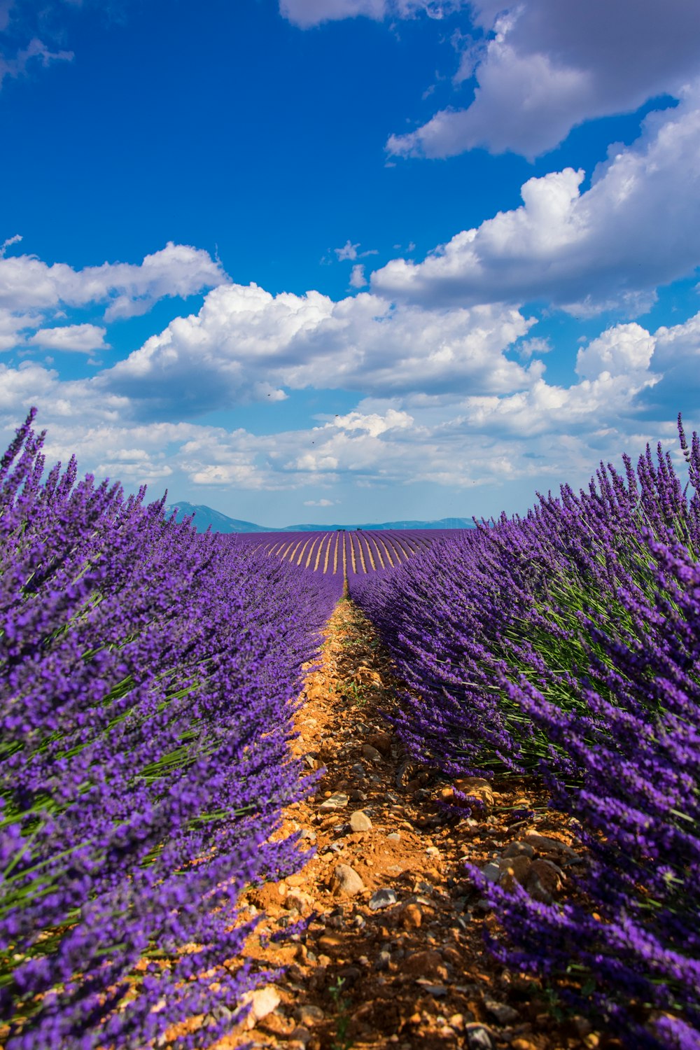 field of lavender flowers