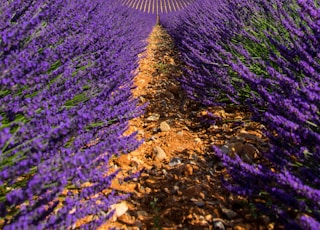 field of lavender flowers