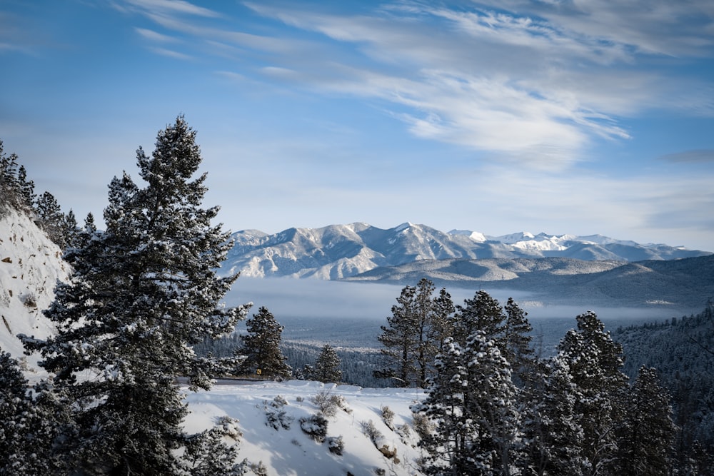 birds'-eye view photography of forest covered with snow