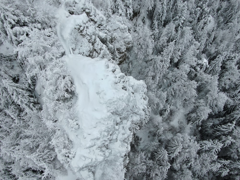 fotografia in scala di grigi e vista aerea della foresta