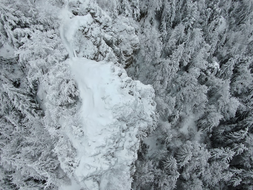 grayscale and aerial view photography of forest