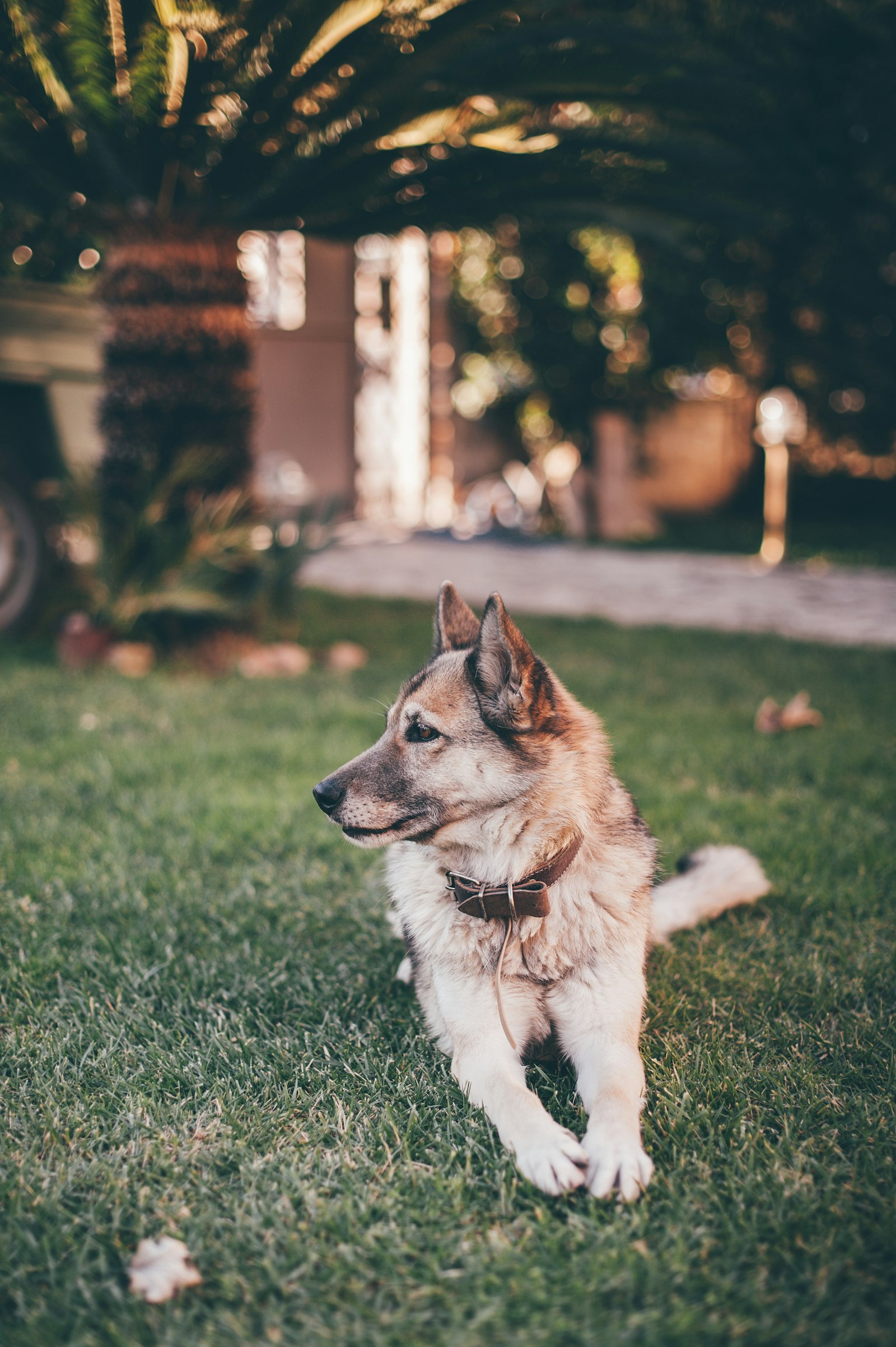 Nikon D700 + Nikon AF-S Nikkor 50mm F1.4G sample photo. German shepherd lying on photography