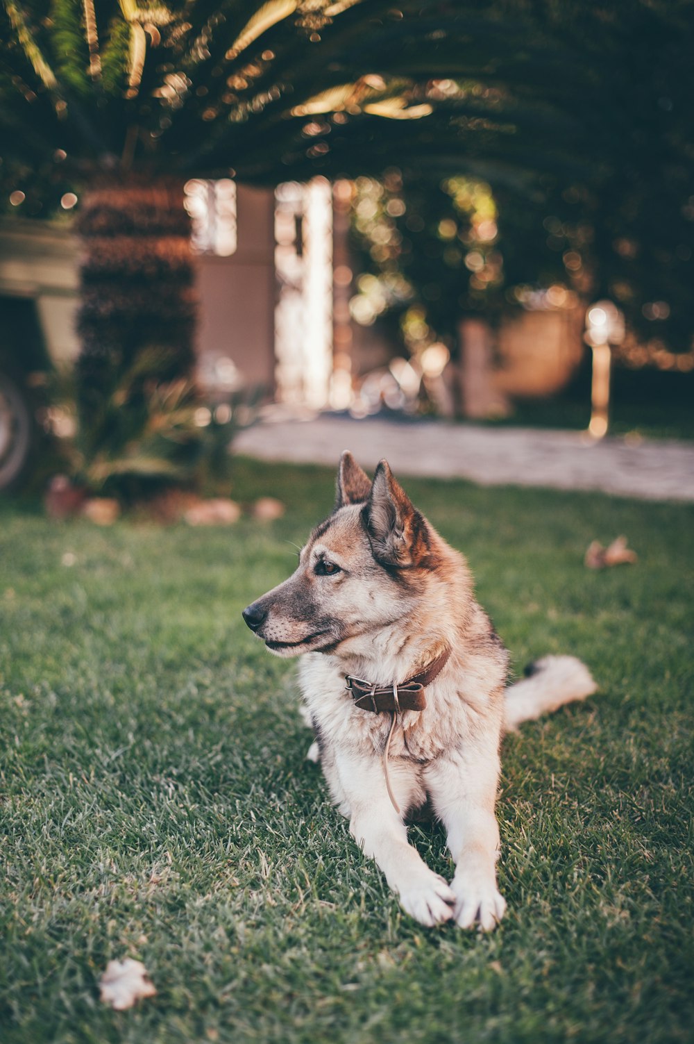 German Shepherd lying on grass field