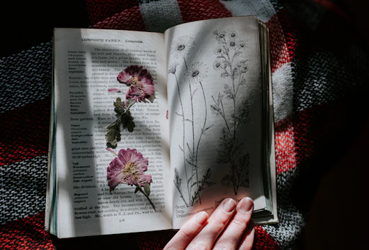 An open archival book displaying detailed botanical sketches on aged parchment, illuminated by soft natural light.