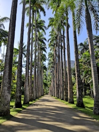 gray concrete road between green palm trees during daytime