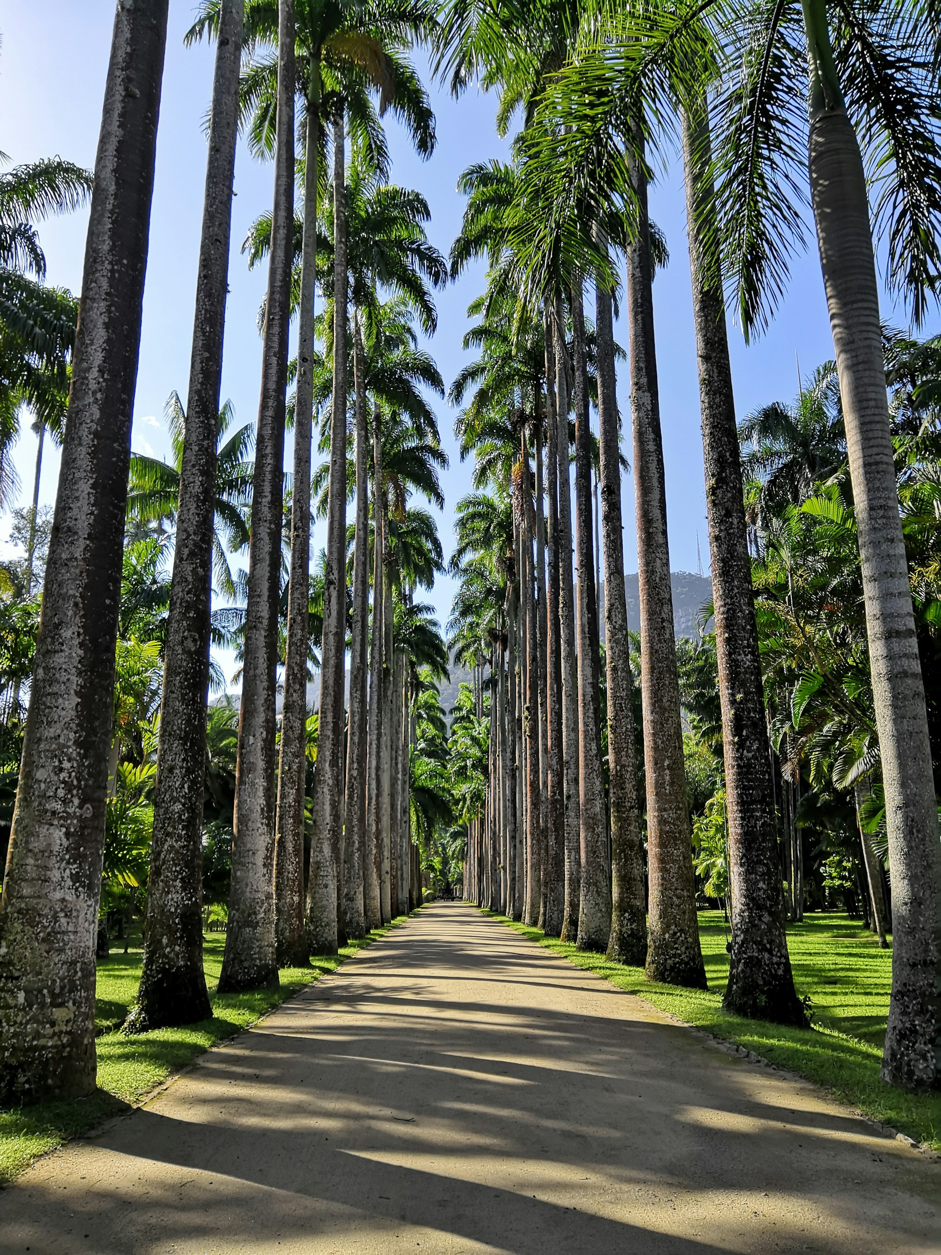 gray concrete road between green palm trees during daytime