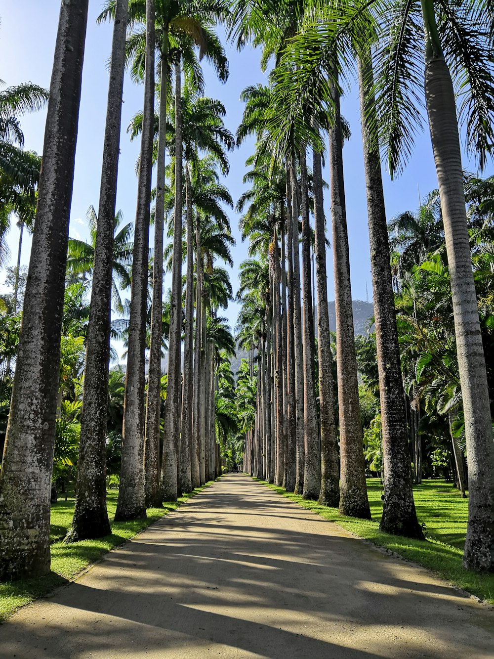 gray concrete road between green palm trees during daytime