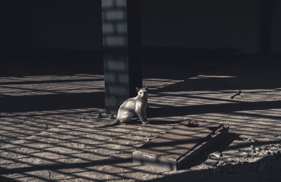grayscale photo of gray cat near concrete post